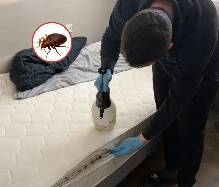 Technicien traitant un matelas contre les punaises de lit à Gouaix
